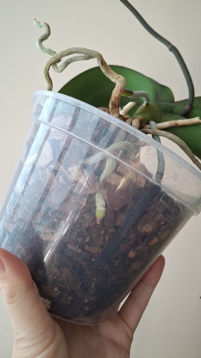 Орхідея фаленопсіс Santa Claus