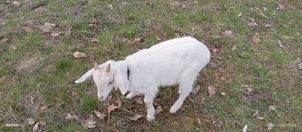 Продам 3 козки 1 козлик