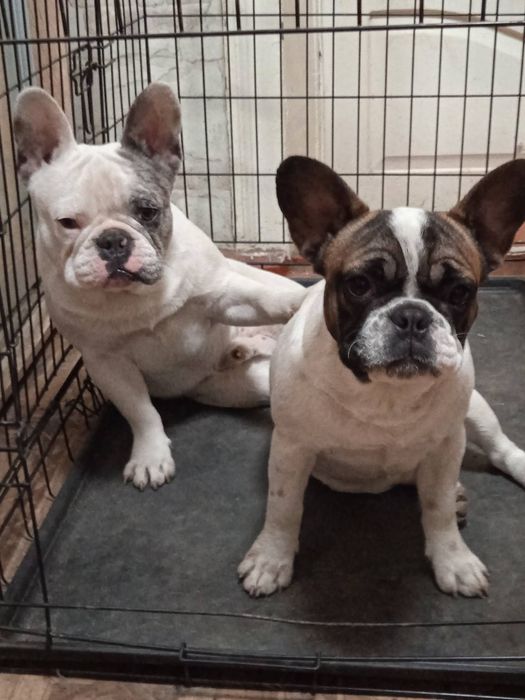 Щенята Французького бульдога