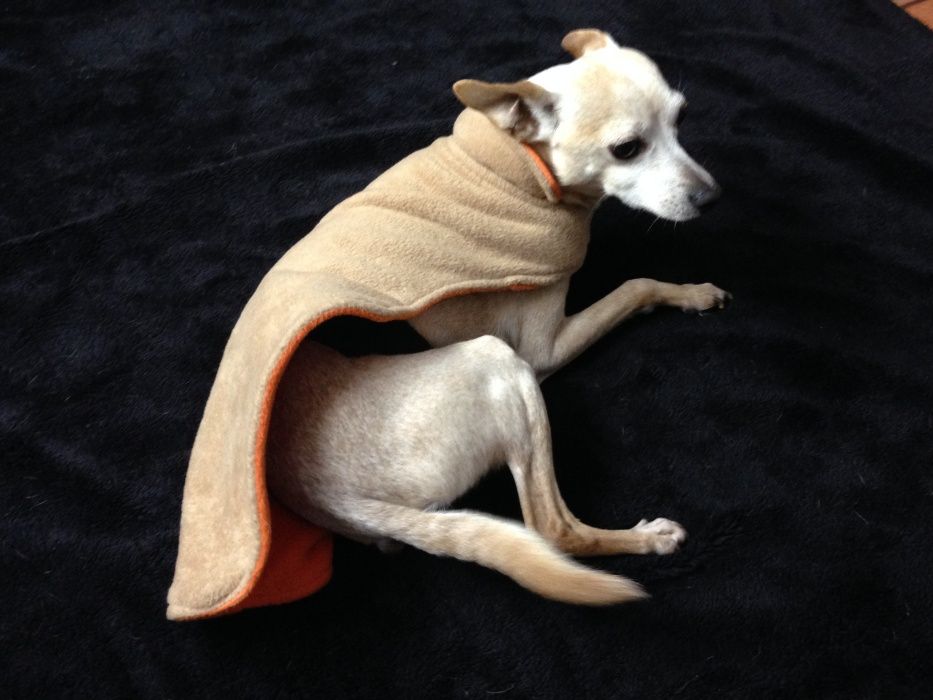 Capa protetora para cão