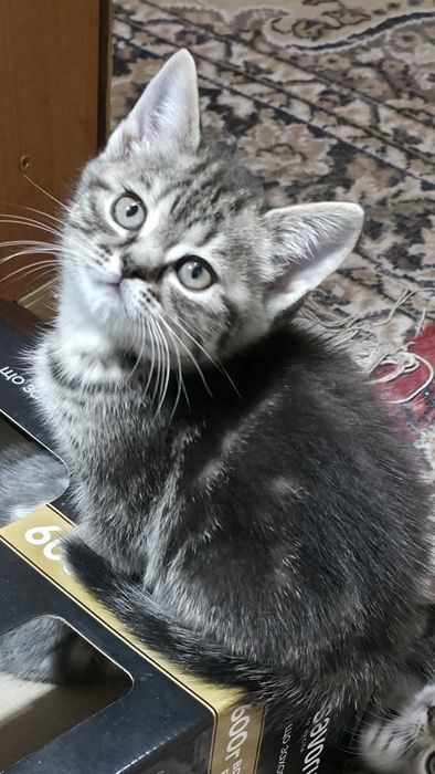 Котики муркотики