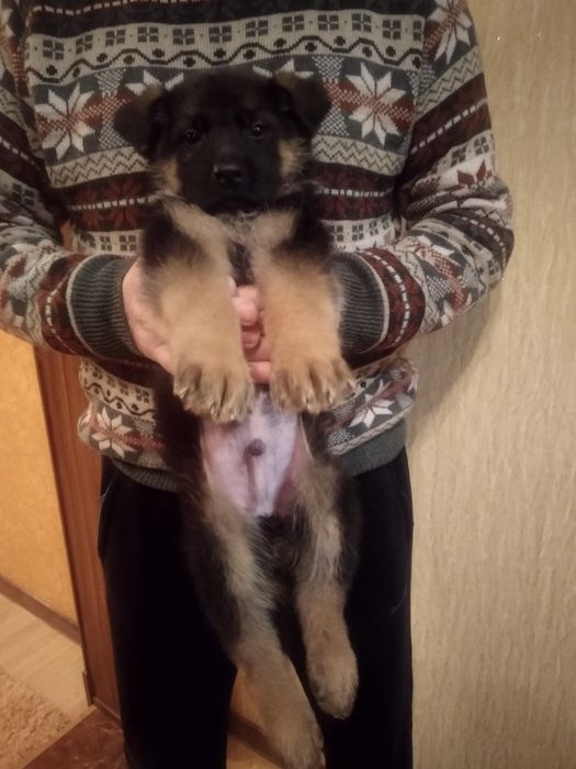 Продам цуценят німецької вівчарки