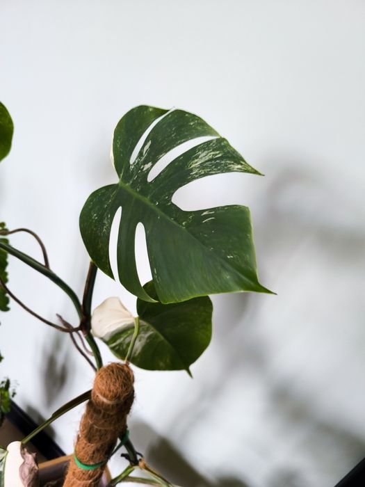Monstera Thai Constellation