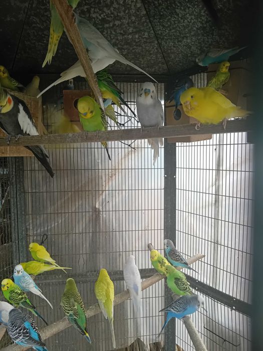 Periquito de várias cores