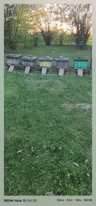 Sprzedam pszczoły