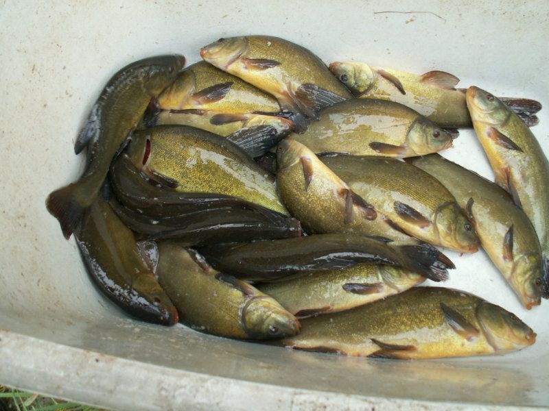 Narybek Karp Amur Tołpyga Lin Jesiotr Karaś Ryby do stawów