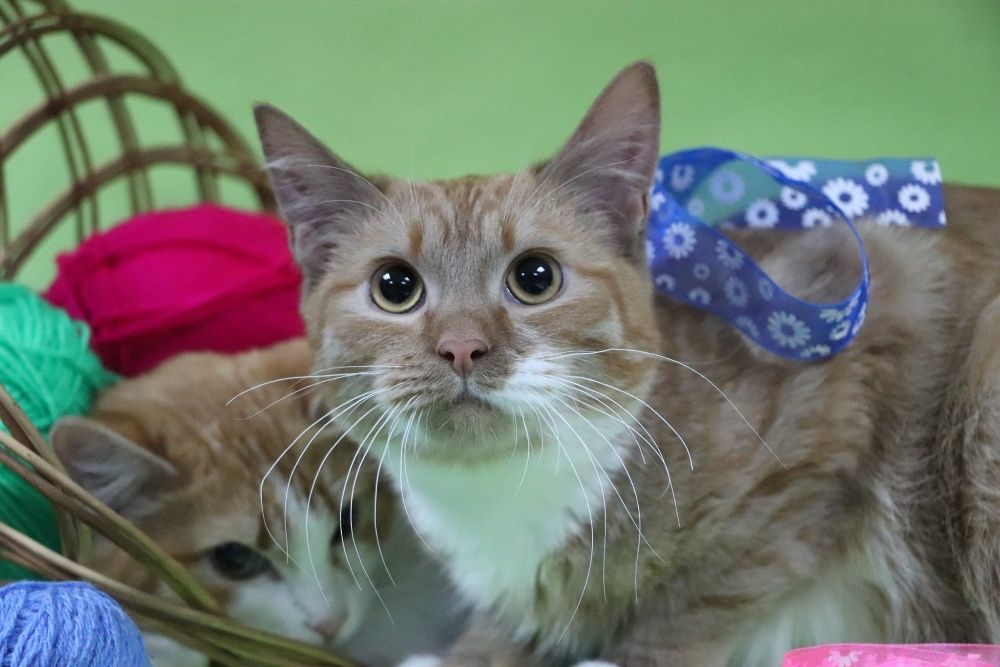 Рыжий котенок ищет дом!