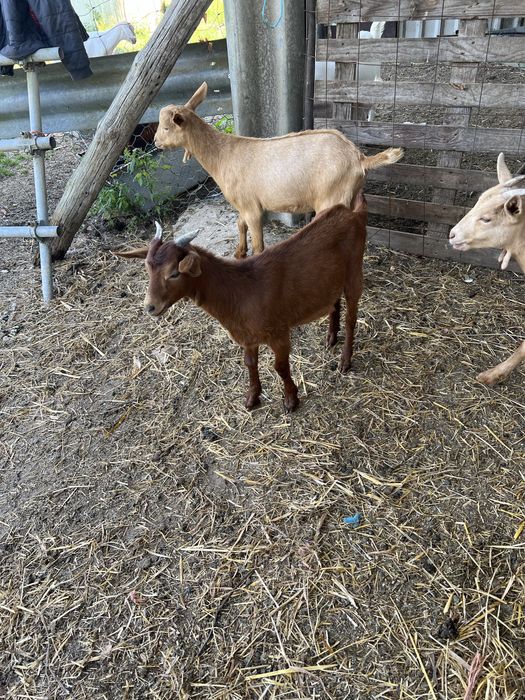 Cabrito malaguenho puro