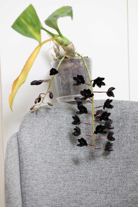 Катасетум черная орхидея Fredclarkeara After Dark 'S.V.O. BlackPearl'