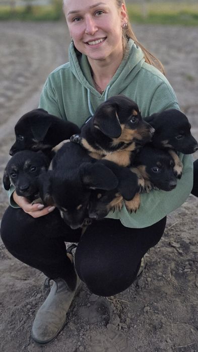 Ośmiotygodniowe szczenięta do adopcji!