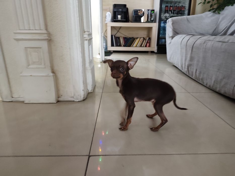 Щенок той-терьера (миник)