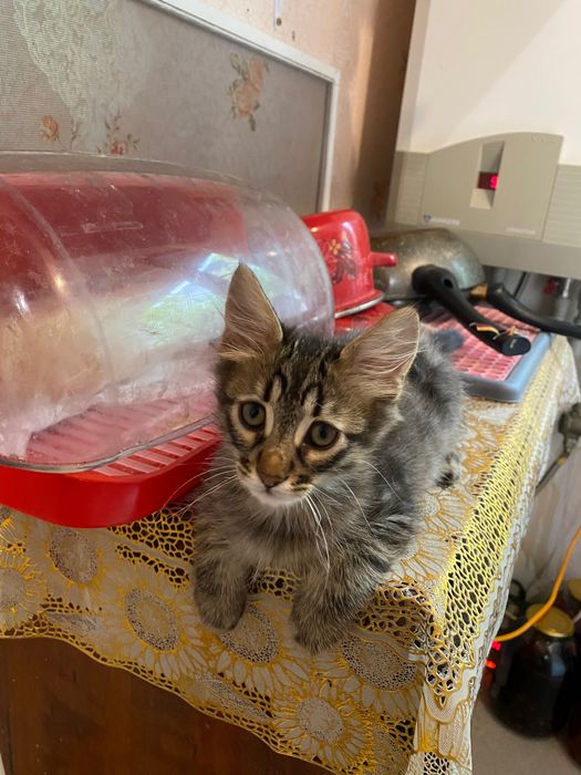 Отдам котят в добрые руки