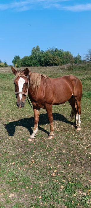 Кінь супер не пошкодуєте гарантую...