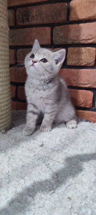 Kotka brytyjska liliowa pręgowana