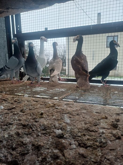 Sprzedam gołębie kariery młode i starsze z 2025 roku