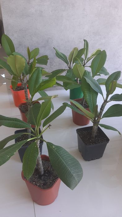 Plumeria sadzonka