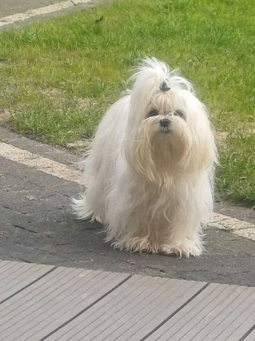 Piesek rasy maltańczyk