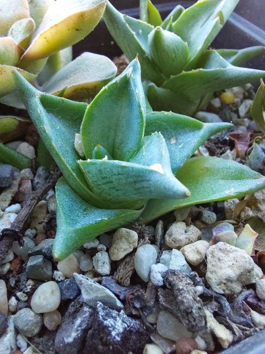 Agave pumila агава
