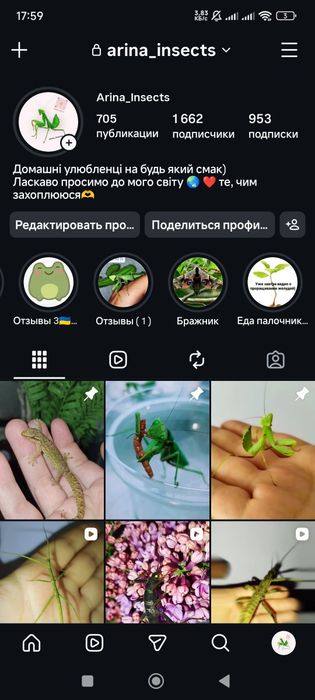 Trachyaretaon carmelae  гігантський палочник богомол