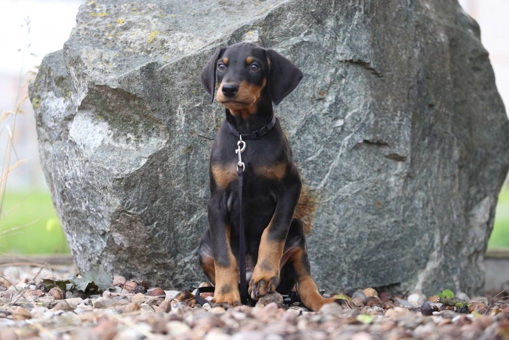 Doberman Cz-p szczeniak