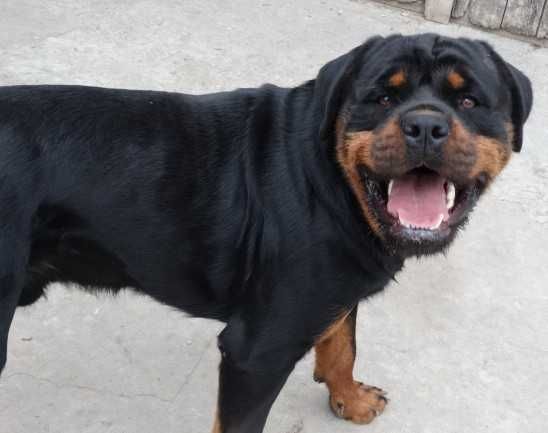 Rottweiler suczka