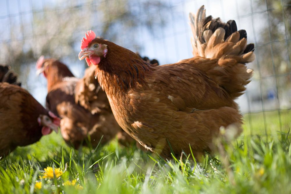 Kury Kokoszki nioski