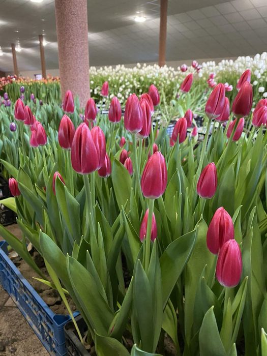 Тюльпани опт/роздріб