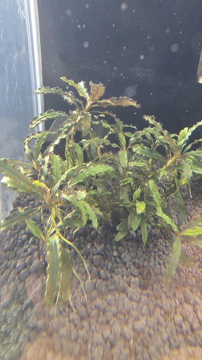 Roślina Bucephalandra