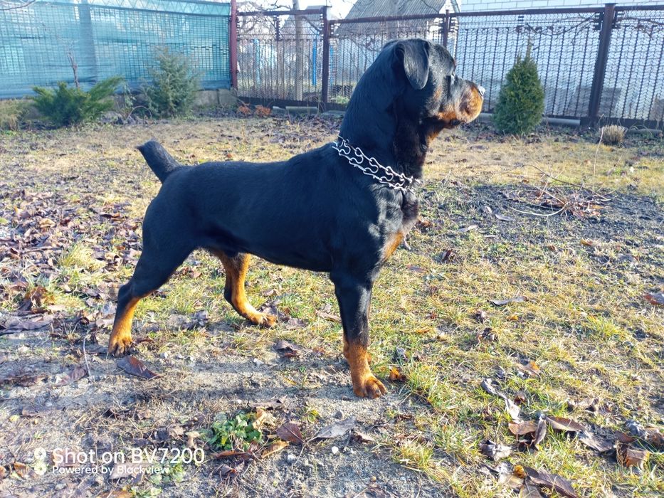 Ротвейлер для вязки