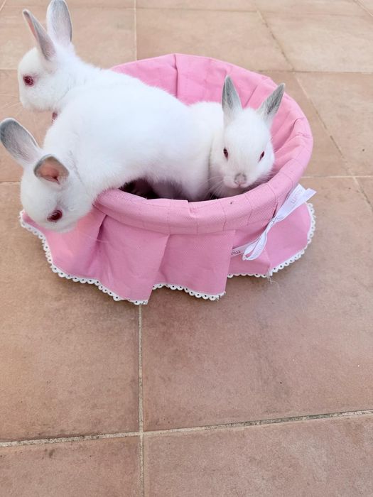 Coelhos anões brancos bebés