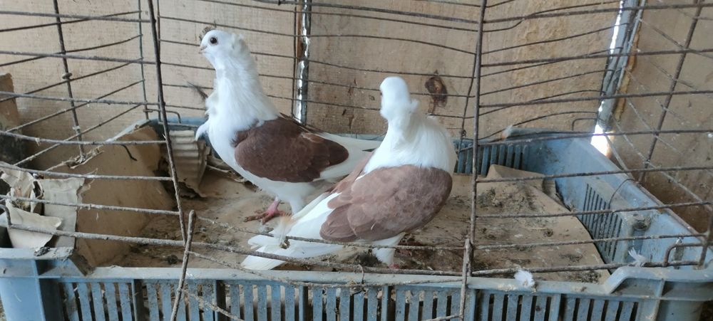 Sprzedam gołębie ozdobne