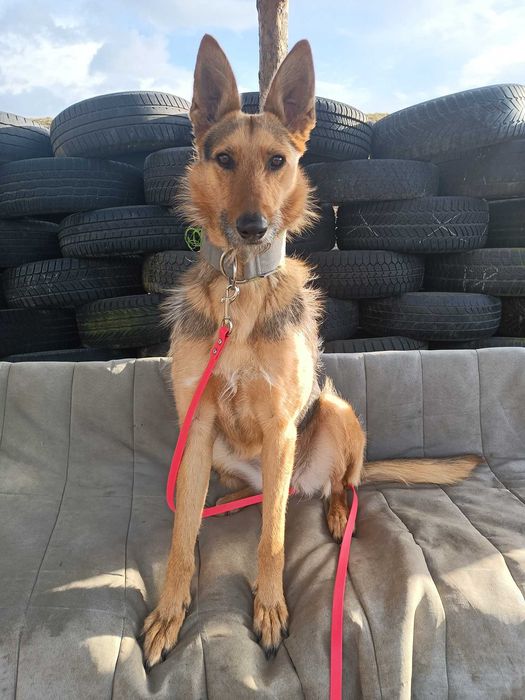 Bercia poleca się do adopcji.