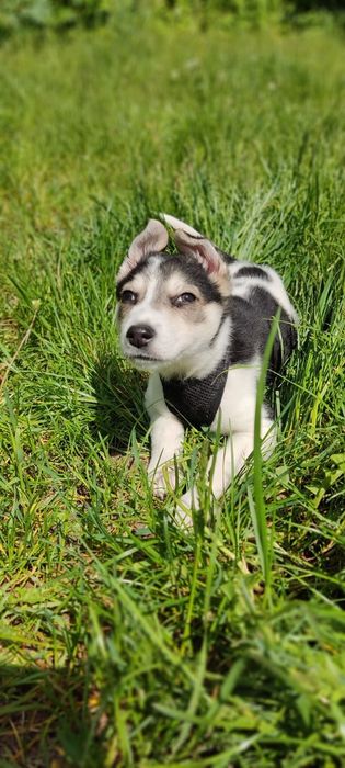 Метис вівчарки прилаштовується безкоштовно