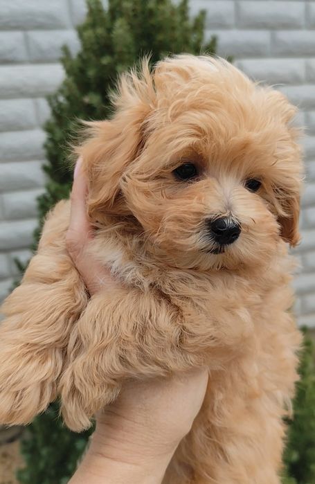 Карамельний мальтіпушка