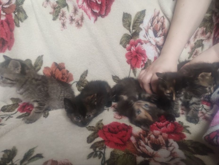 Віддам котят в добрі руки