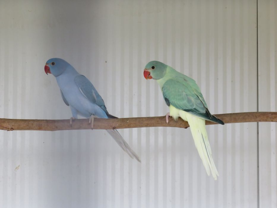 Casal Ring Necks