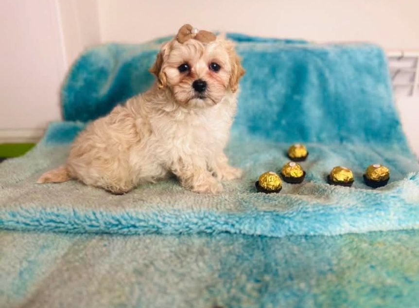Maltipoo chlopczyk Armani- z Certyfikatem F1