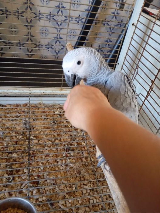 Papagaio cinzento
