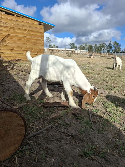 Cabrito Boer Puro com pedigree