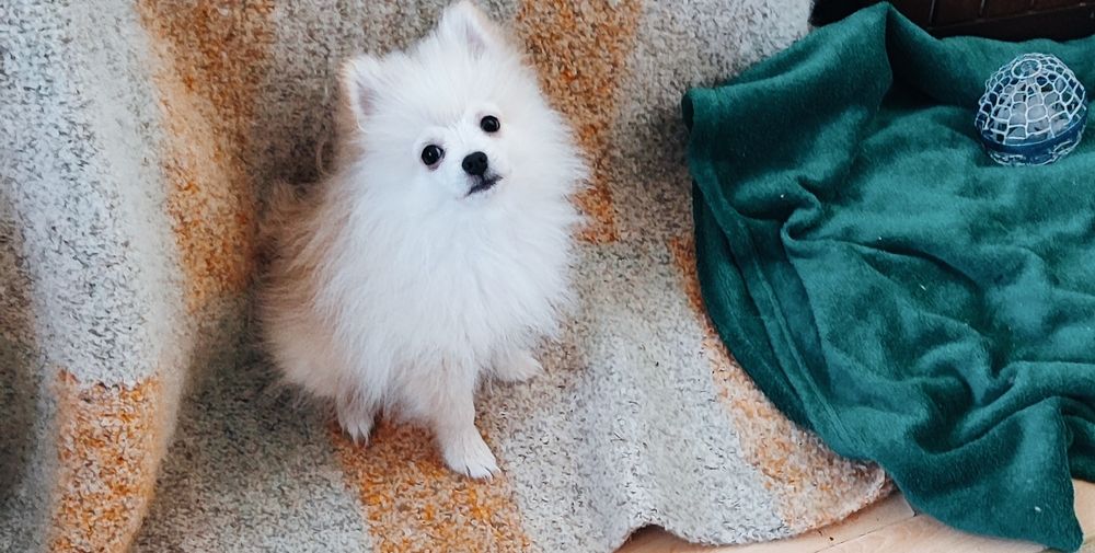 Симпатичні грайливі чистокровні