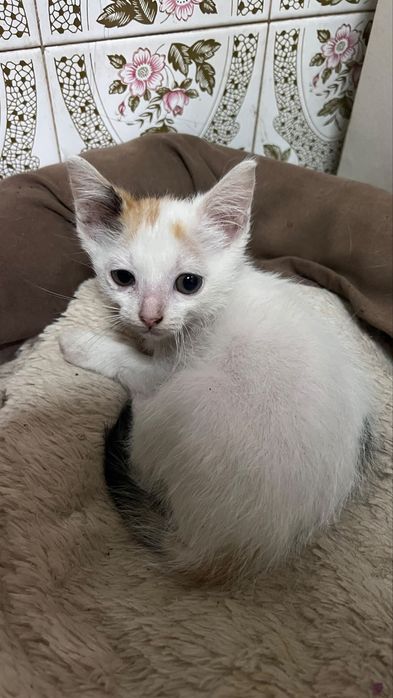 Gatinhas para adoção