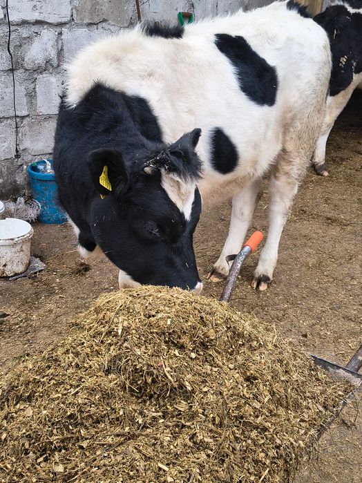 Jałówka 200-250kg polska Czarno biała