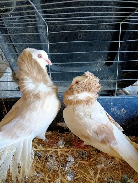 Sprzedam gołębie kapucyny holenderskie para