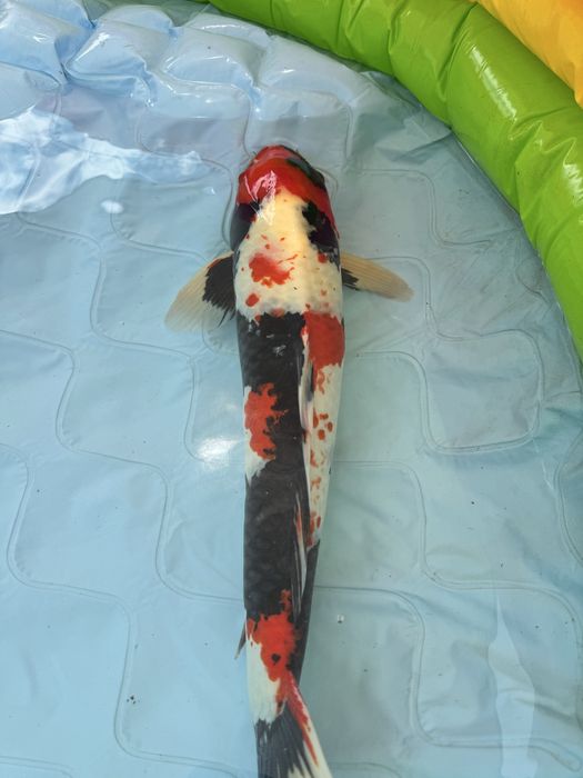 Carpa koi showa 60cm