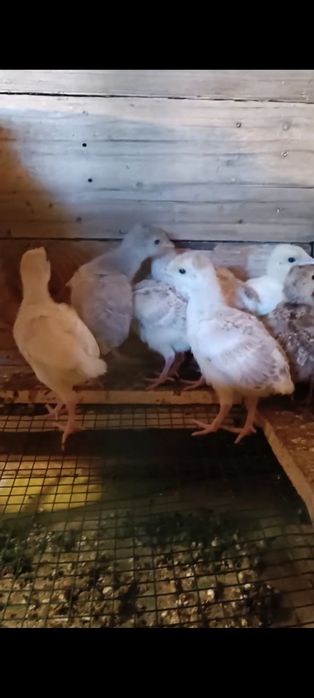 Perus Lavanda ou Cinza