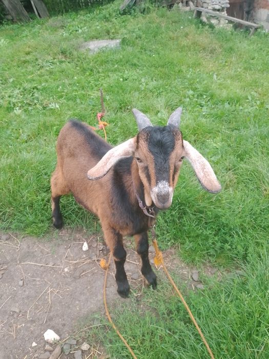 Продається козлик