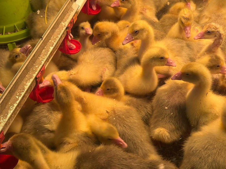 Gęsi, gąski kołudzkie białe