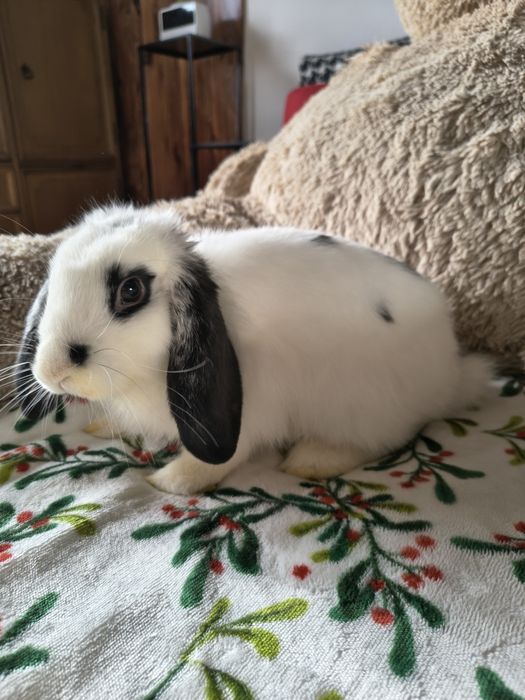 Królik baranek miniaturowy