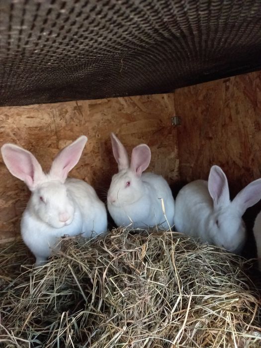 Кролики, кролі, кріль, чистокровні породи