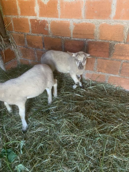 Borregos com 3 meses